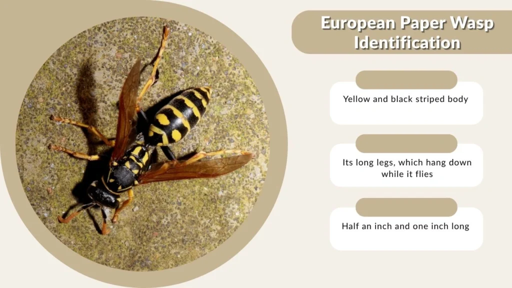 European Paper Wasp Identification