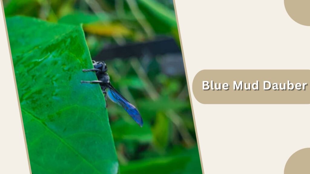 Blue Mud Dauber