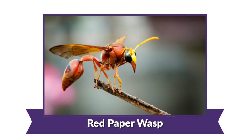 Red Paper Wasp