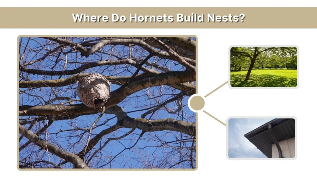 Where Do Hornets Build Nests?