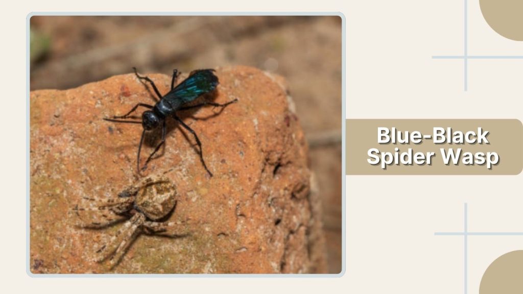 Blue-Black Spider Wasp