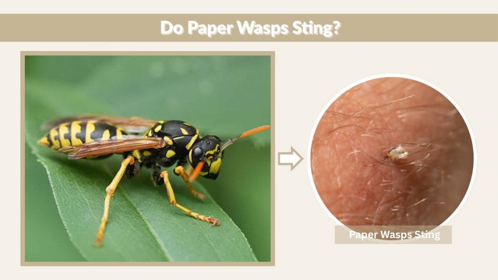 Do Paper Wasps Sting?