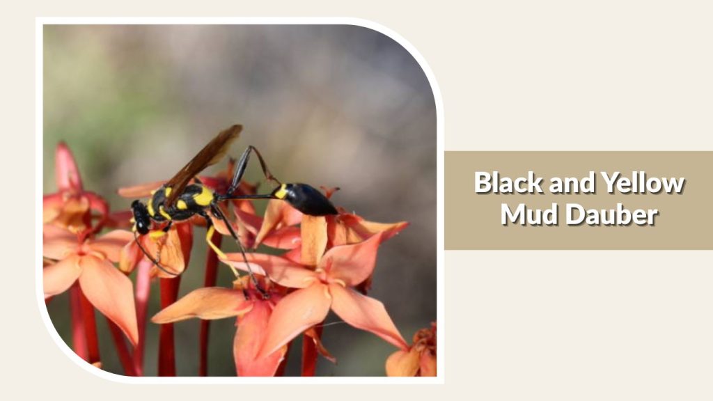 Black and Yellow Mud Dauber