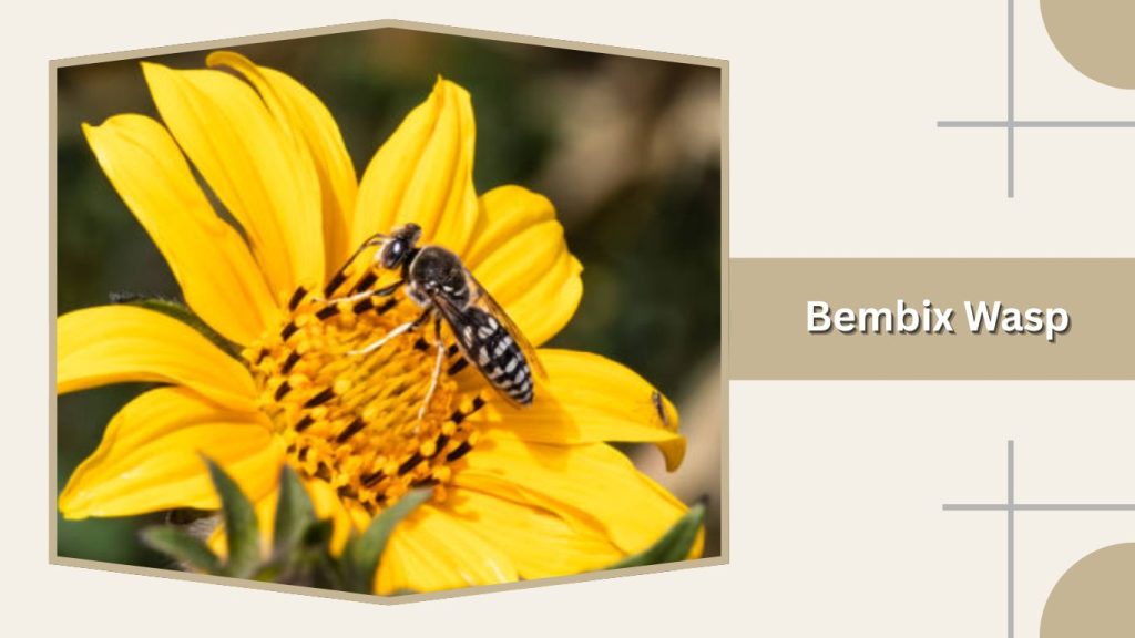 Bembix Wasp
