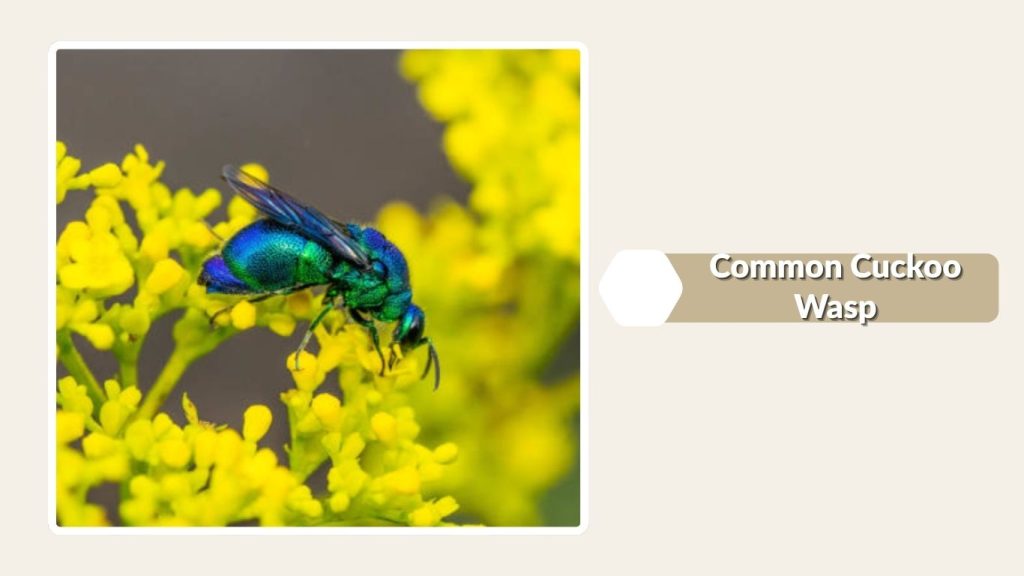 Common Cuckoo Wasp