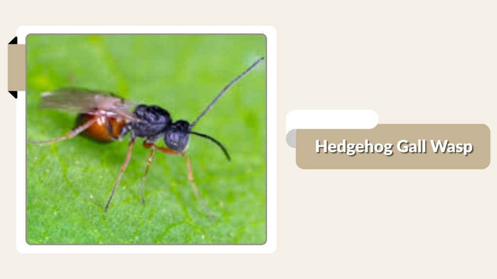 Hedgehog Gall Wasp