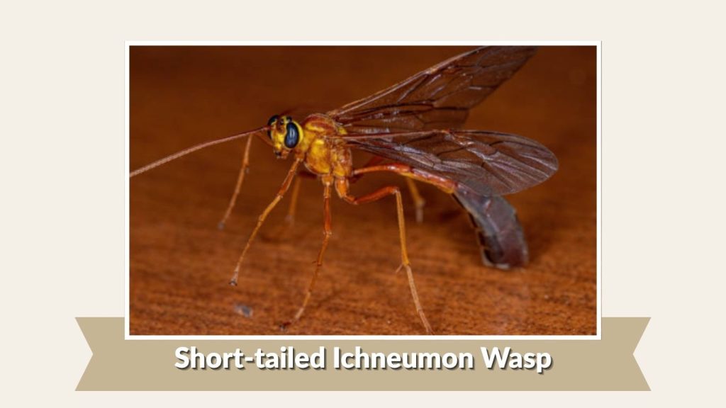 Short-tailed Ichneumon Wasp