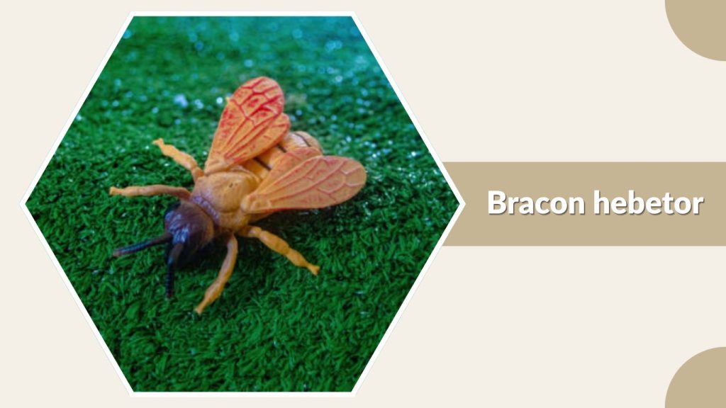 Bracon hebetor