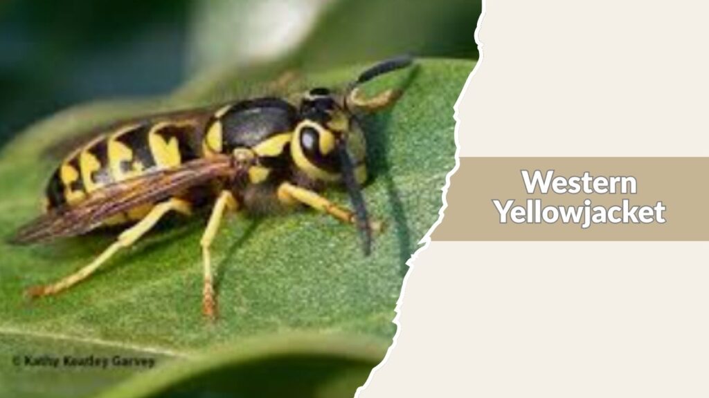 Western Yellowjacket