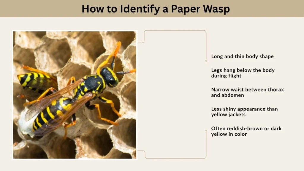How to Identify a Paper Wasp