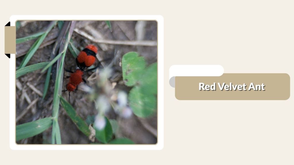 Red Velvet Ant