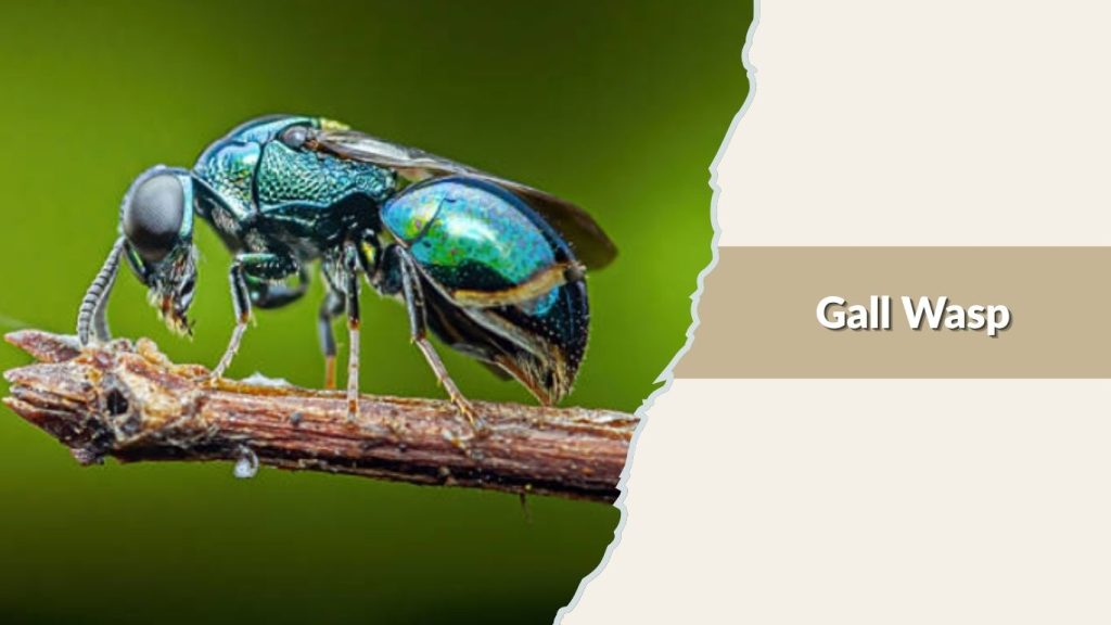 Gall Wasp