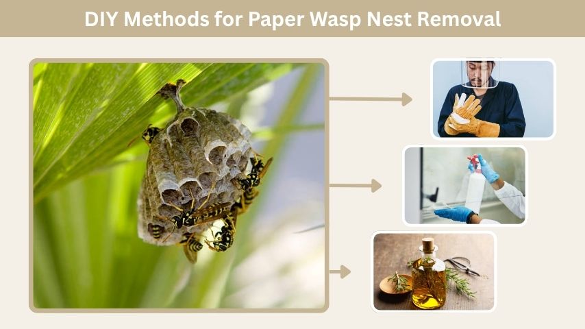 DIY Methods for Paper Wasp Nest Removal