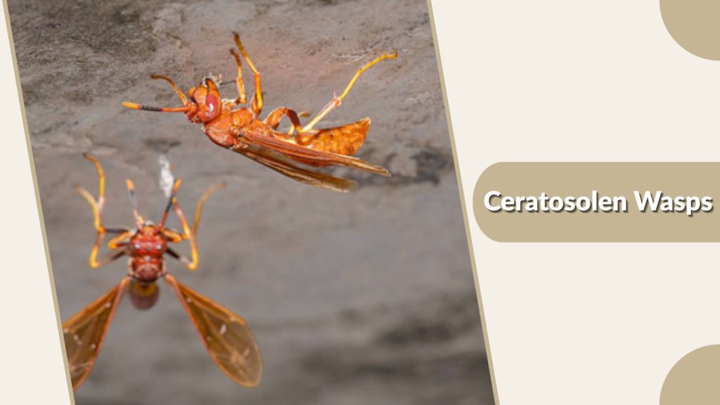 Ceratosolen Wasps