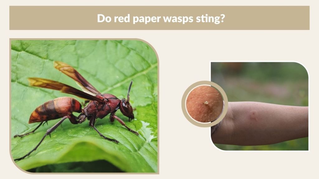 Do red paper wasps sting?