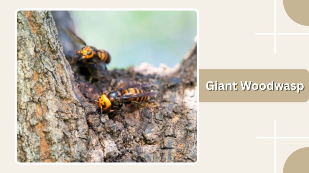 Giant Woodwasp