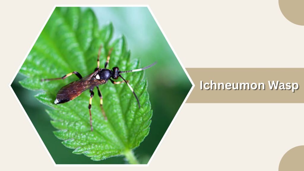 Ichneumon Wasp