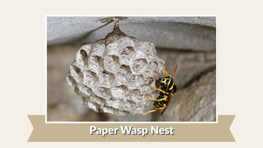 Paper Wasp Nest