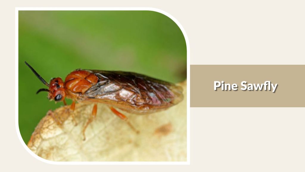 Pine Sawfly