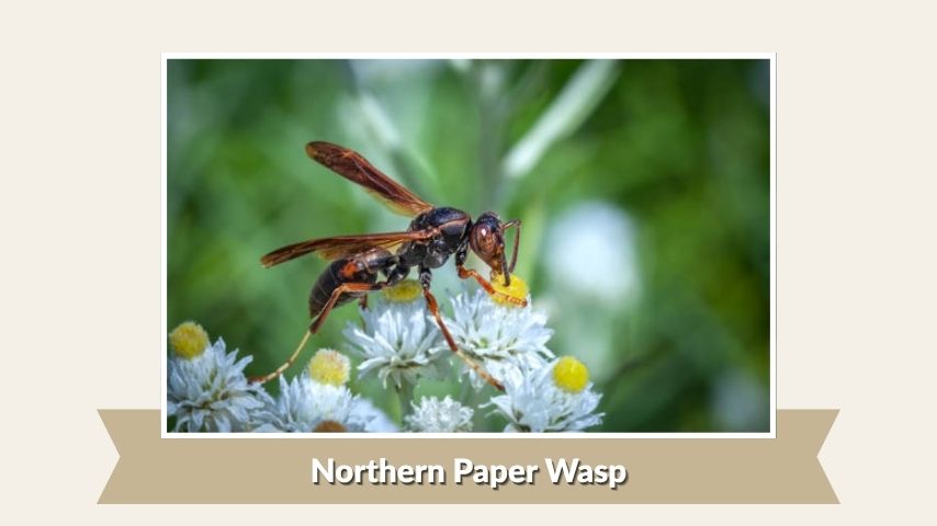 Northern Paper Wasp