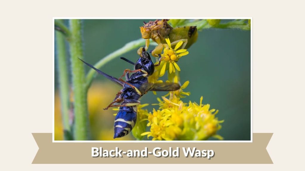 Black-and-Gold Wasp
