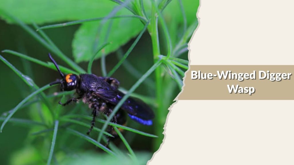 Blue-Winged Digger Wasp