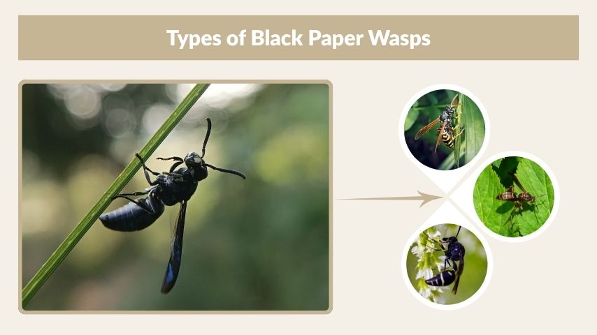 Types of Black Paper Wasps