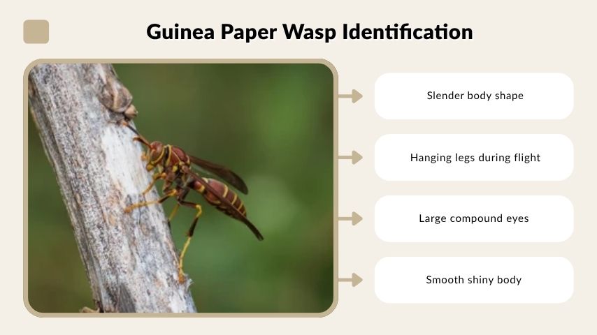 Guinea Paper Wasp Identification