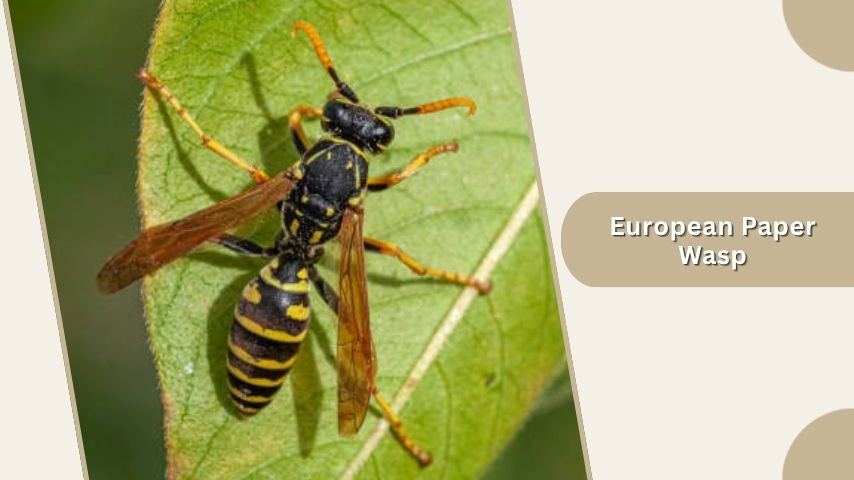 European Paper Wasp
