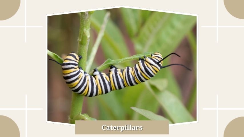Caterpillars