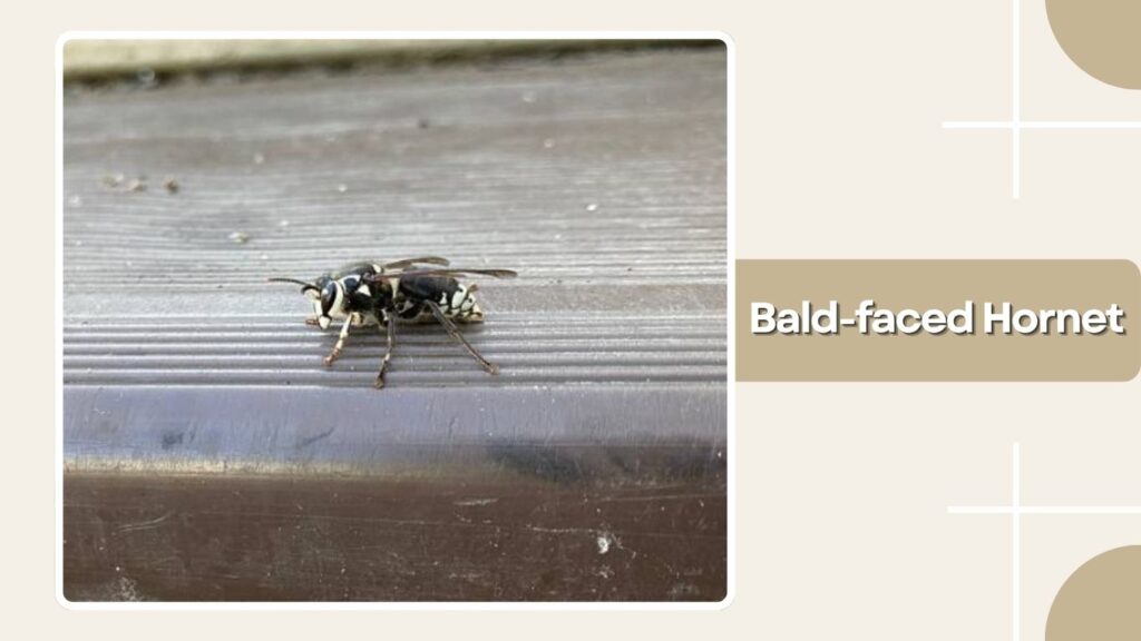 Bald-faced Hornet