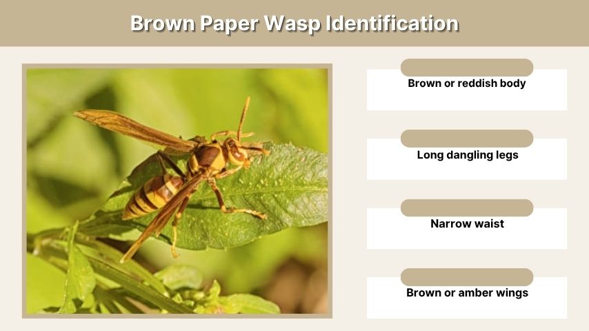 Brown Paper Wasp Identification