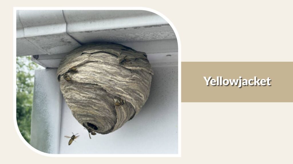Yellowjacket