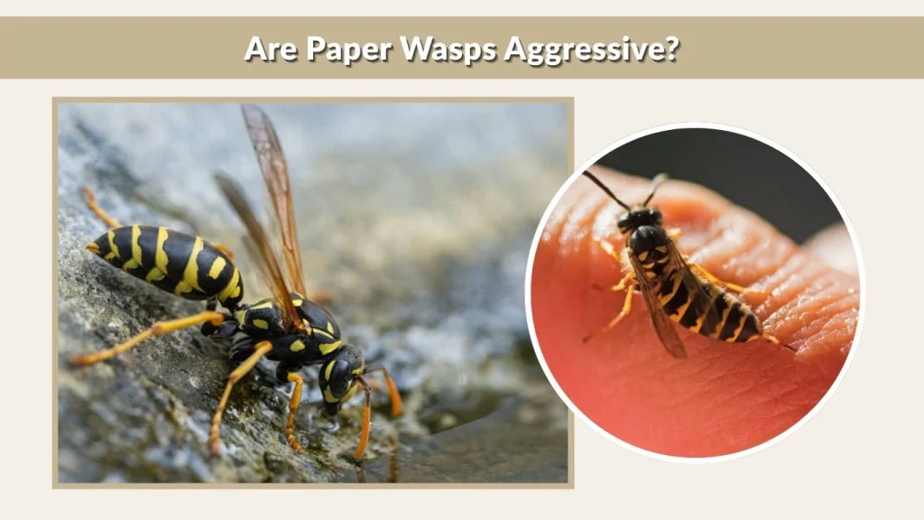Are Paper Wasps Aggressive?