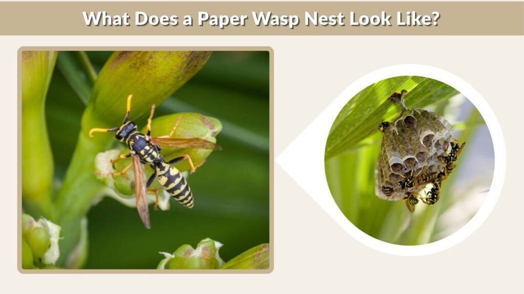 What Does a Paper Wasp Nest Look Like?
