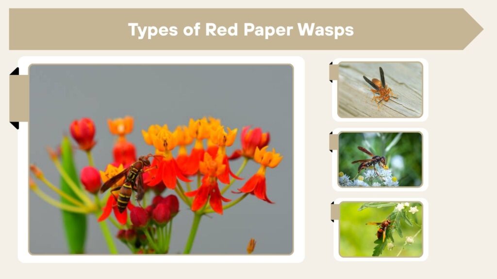 Types of Red Paper Wasps
