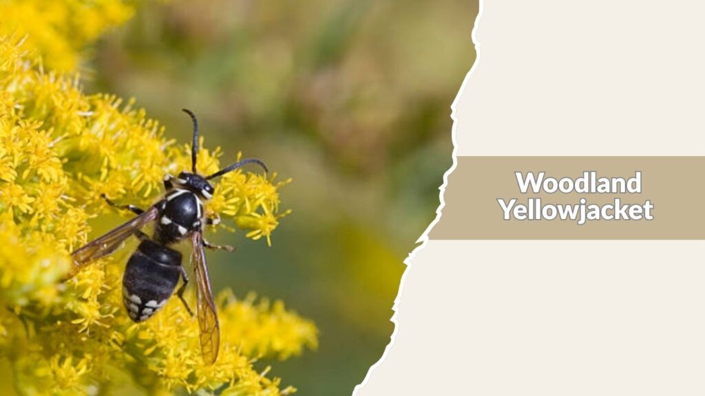 Woodland Yellowjacket