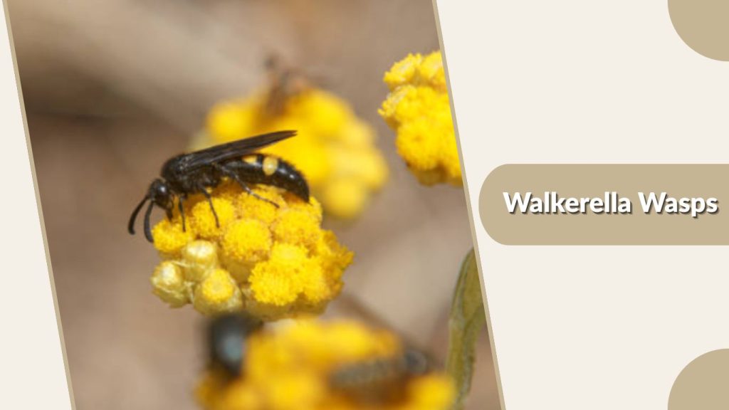 Walkerella Wasps
