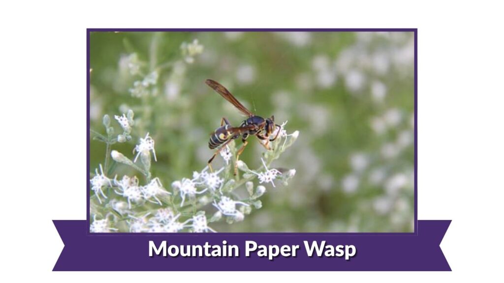 Mountain Paper Wasp