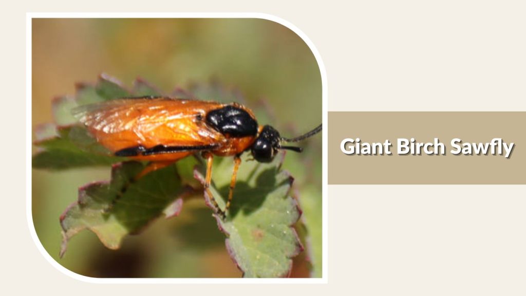 Giant Birch Sawfly