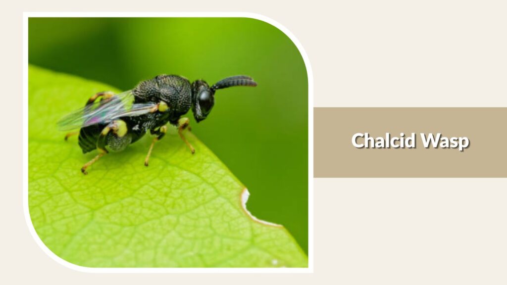 Chalcid Wasp