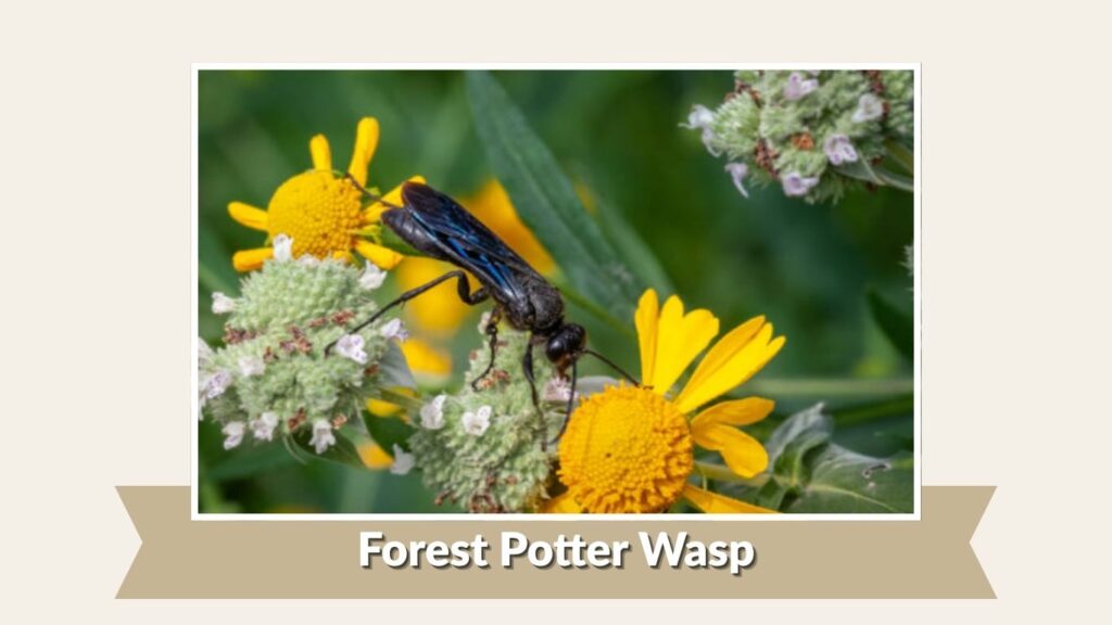 Forest Potter Wasp