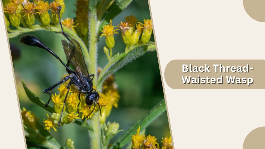 Black Thread-Waisted Wasp