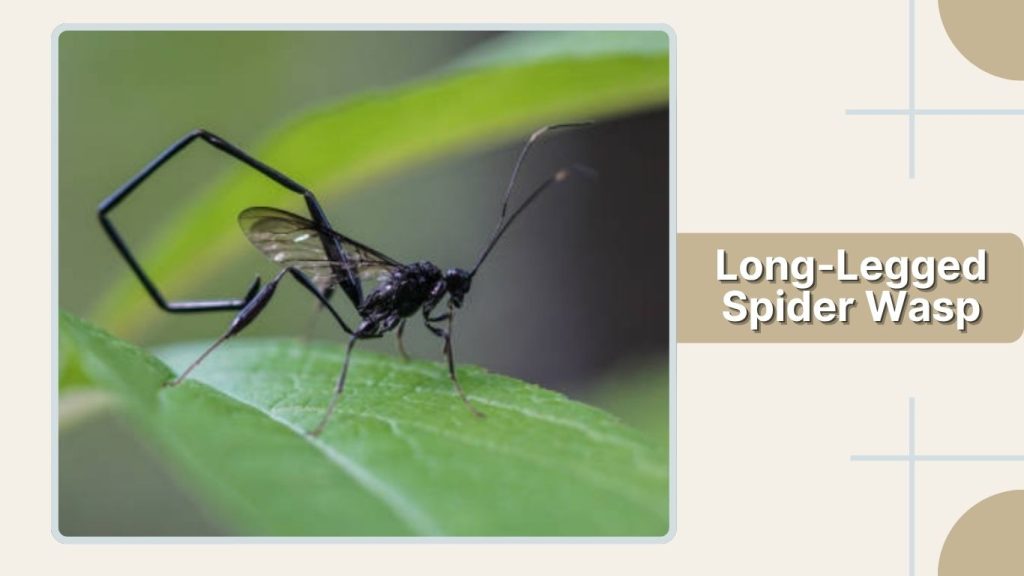 Long-Legged Spider Wasp