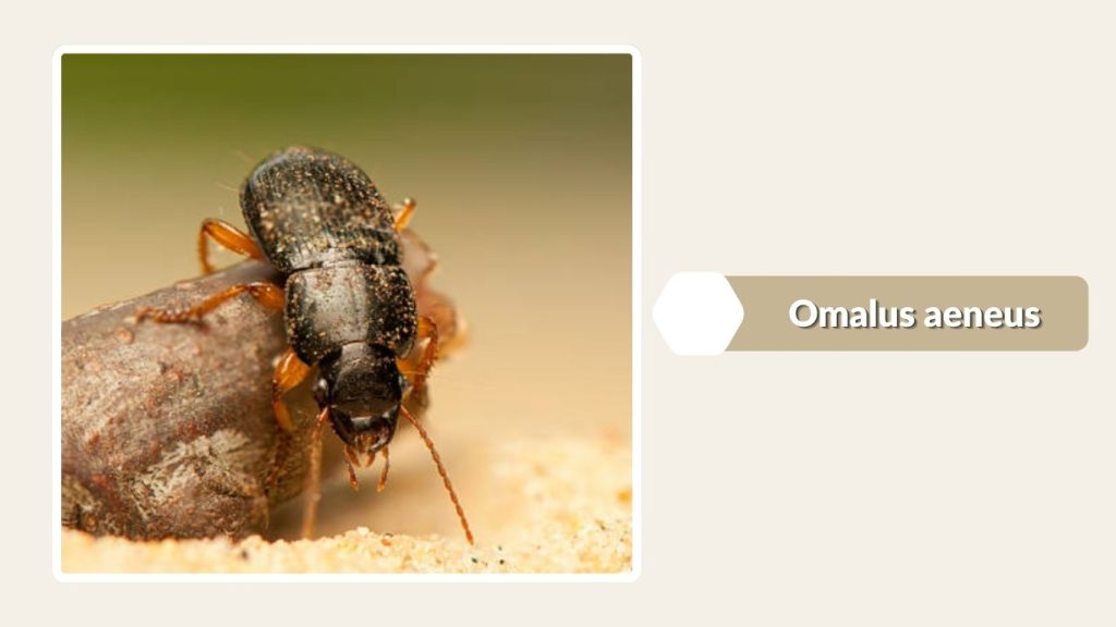 Omalus aeneus