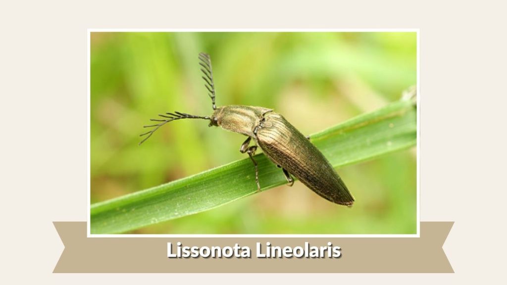 Lissonota Lineolaris