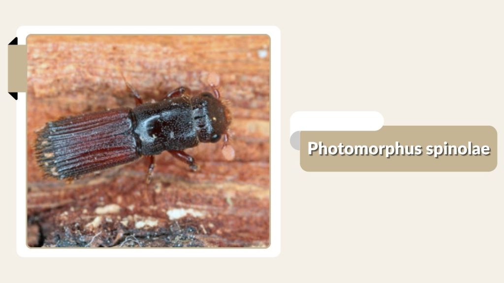 Photomorphus spinolae