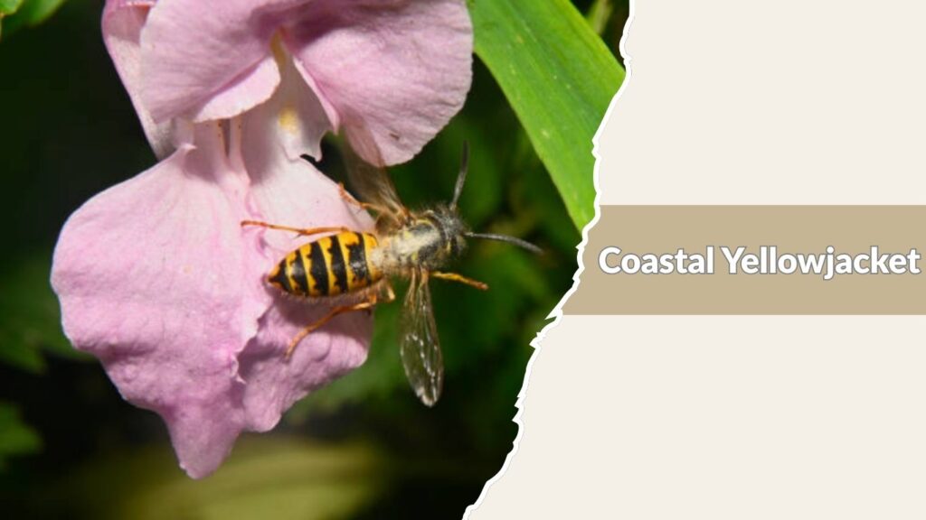 Coastal Yellowjacket