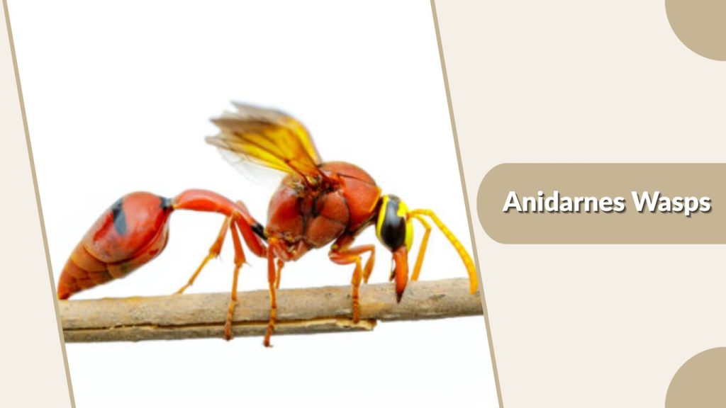 Anidarnes Wasps