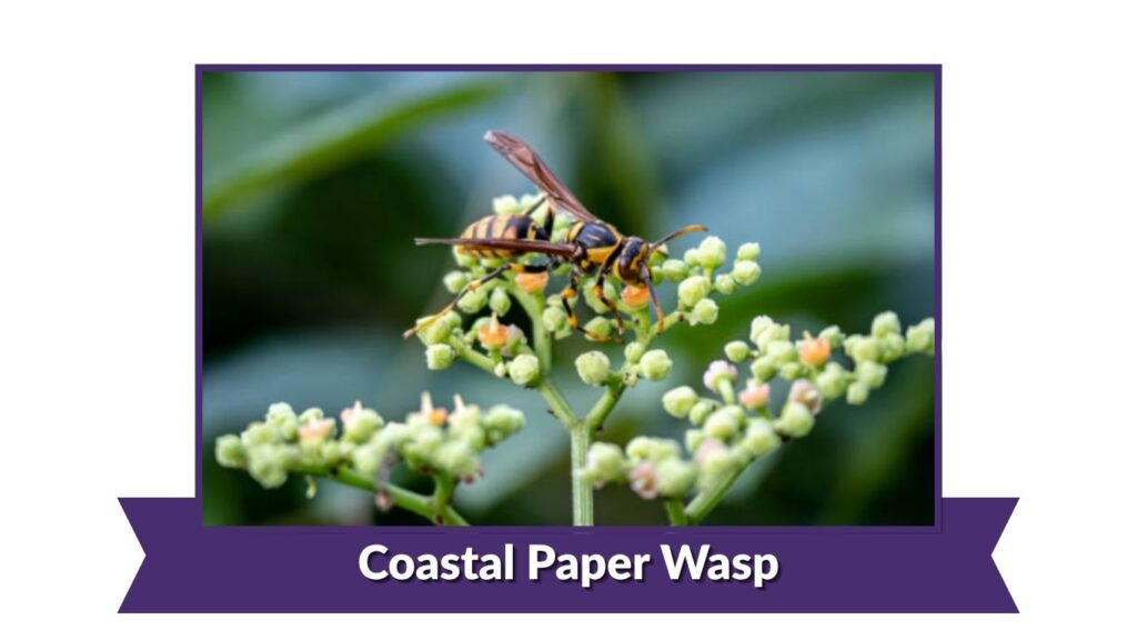 Coastal Paper Wasp